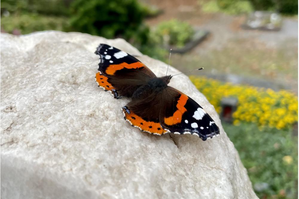 Interview zum &bdquo;Tag des Friedhofs&ldquo; am 21./22.09.